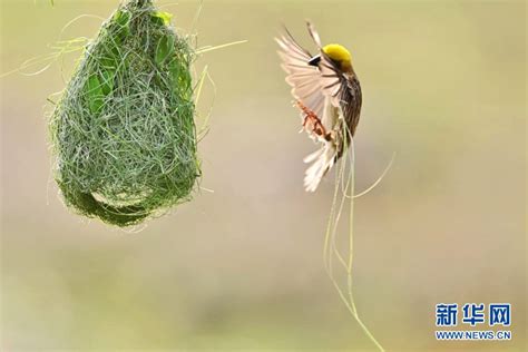 鳥 築 巢 吉兆|「鳥築巢吉兆」：寓意新居興旺發財，取諧音「鳥」與「褔」相同。